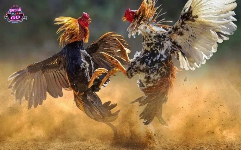 Nội dung dạng bảng về thông tin SV388